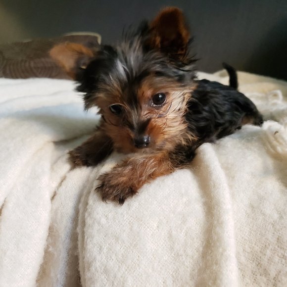 Meet your Posher, Angel - Picture 4 of 6